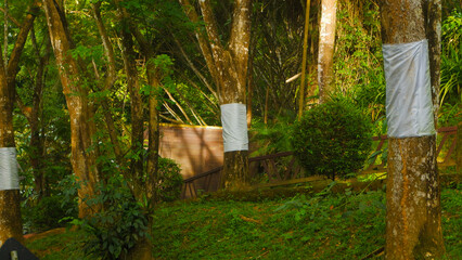 Trees Wrapped with Protective Fabric in a Green Forest Park