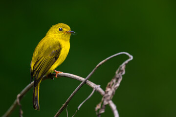 Citrine Canary Flycatcher