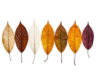 Seven vibrant leaves of varying colors, showcasing the autumnal transformation against a black background