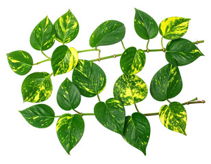 Fototapeta premium A vibrant, close-up botanical study showcasing a lush vine with variegated, heart-shaped leaves