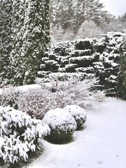 Winter garden landscape showing snow covered evergreen trees, manicured hedges, and shrubs under cold white blanket