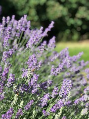 Obraz premium English lavender plant in full bloom, xeriscape garden landscape, blue purple flowers