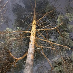 dead tree trunk pinetree winter landscape 