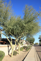 Mature Palo Verde trees with evergreen canopy even in late autumn growing along xeriscaped street sidewalk in Phoenix, Arizona