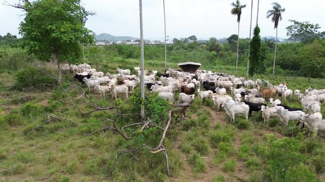 Gado Movendo-se Captado por Drone