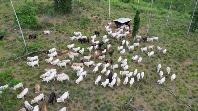 Vaqueiros Conduzindo o Rebanho na Estrada Rural