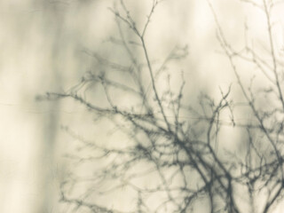 Shadows of tree branches on a plastered wall