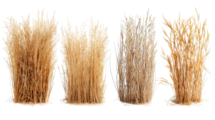 Four sets of dry hay-like grass side by side on transparent background