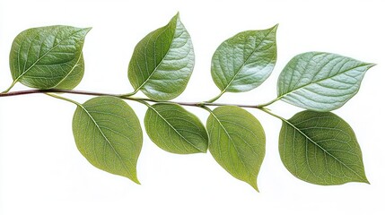 Fototapeta premium Close-up of a green leafy branch with eight vibrant leaves showing clear vein patterns on a white background