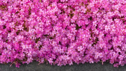 Fototapeta premium Vibrant pink ground cover flowers in full bloom creating a colorful background