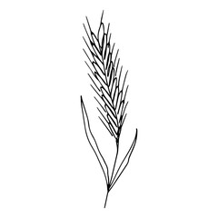 Hand drawn cereal wheat oat rye barley rice ears spikelet clipart Organic wheat bread agriculture farming harvest healthy food Single element for print packaging label design decor