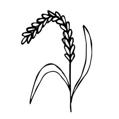 Hand drawn cereal wheat oat rye barley rice ears spikelet clipart Organic wheat bread agriculture farming harvest healthy food Single element for print packaging label design decor