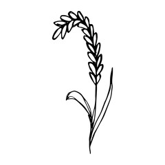 Hand drawn cereal wheat oat rye barley rice ears spikelet clipart Organic wheat bread agriculture farming harvest healthy food Single element for print packaging label design decor