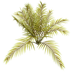 Cycas leaves old green 3D render isolated illustration