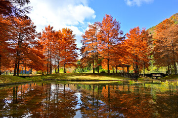 池の水面に映る落羽松の紅葉