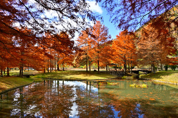 池の水面に映るラクウショウの紅葉