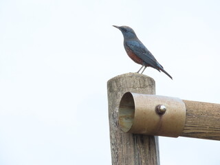 人工的な木の構造物の上にとまる青いイソヒヨドリのオス