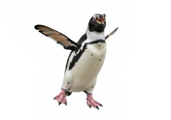 Fototapeta premium Playful Penguin with Outstretched Wings Against a White Background Capturing Attention
