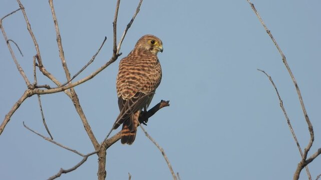 beautiful eagle hawk sleeping on tree .