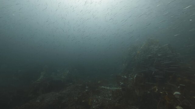 School of sand lance swimming over rocky reef in Perc&eacute;, Quebec, underwater 4K 60FPS cold-water marine wildlife and ecosystem footage