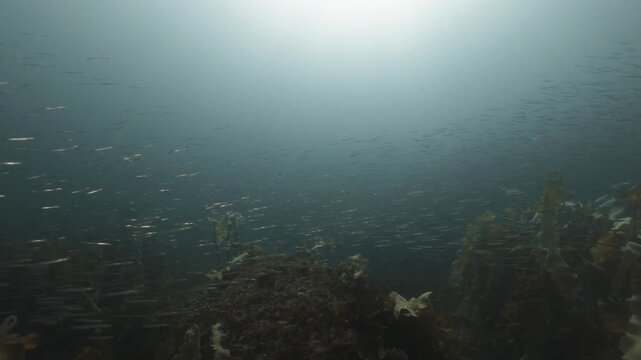 School of sand lance swimming over rocky reef in Perc&eacute;, Quebec, underwater 4K 60FPS cold-water marine wildlife and ecosystem footage