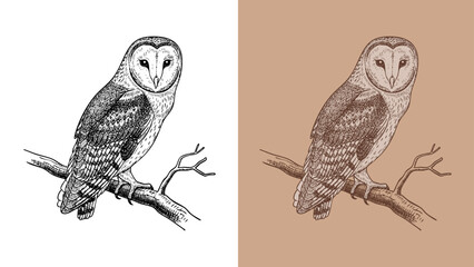 Classic Vintage Barn Owl Engraving Illustration