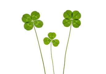 Three clovers, two fourleaf and one threeleaf, standing tall on thin green stem isolated on transparent background