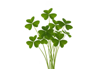 A small bunch of vibrant green threeleaf clovers growing together, isolated on transparent background
