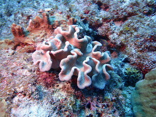 岩の上に生えるサンゴのオオウミキノコのアップ