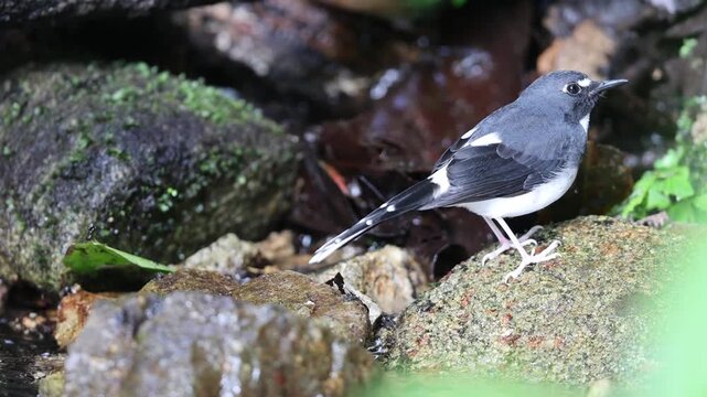 Sunda forktail (Enicurus velatus sumatranus) is a species of bird in the family Muscicapidae. This photo was taken in Sumatra, Indonesia