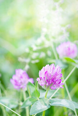 Red clover flowers on a blurred background of lush greenery. Wildflowers on defocused background. Natural background with copy space. Vertical view