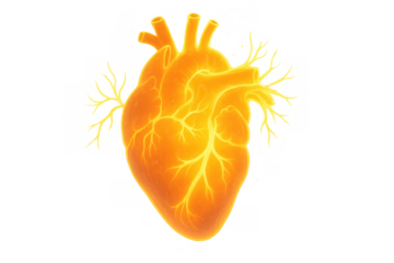 Glowing human heart representing strong passion, fiery energy, power, life, and love on transparent background