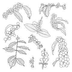 Coffee branch, Coffee flower, Coffee bean line art illustration, isolated on white background. Vector illustration