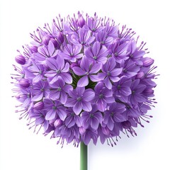 Vibrant ball-shaped cluster of delicate purple flowers with slender petals and stamens on a single green stem against a white background