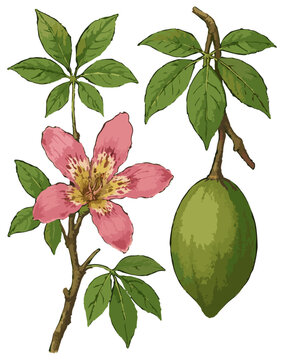 Ceiba speciosa illustration clip art