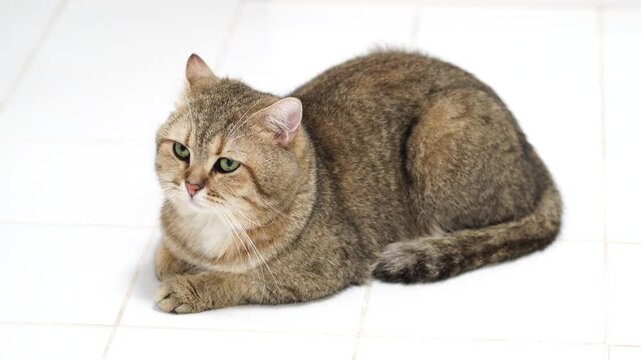 Fluffy domestic feline rests on tiled floor, showcasing calm demeanor with mix of brown and gray fur, while its green eyes add charm to this adorable pets relaxed posture