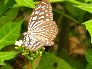 Close-Up of Blue Glassy Tiger Butterfly on Flower