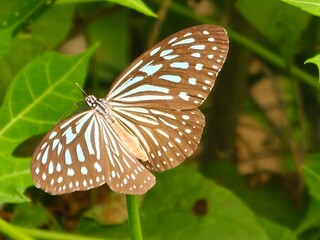 Close-Up of Blue Glassy Tiger Butterfly on Flower
