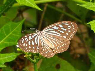 Close-Up of Blue Glassy Tiger Butterfly on Flower