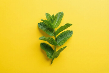 Fresh mint leaves isolated on a vibrant yellow background, showcasing bright color contrast, natural texture, and a clean minimal aesthetic