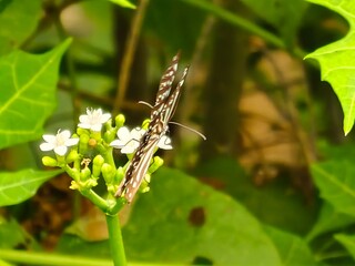 Close-Up of Blue Glassy Tiger Butterfly on Flower