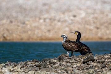 Osprey, Pandion haliaetus, Wadi Tiwi, Oman