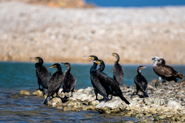 Great Cormorant, Phalacrocorax carbo, Wadi Tiwi, Oman