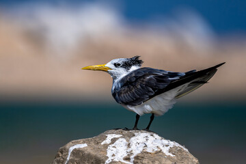 Swift Tern, Thalasseus bergii, Wadi Tiwi, Oman