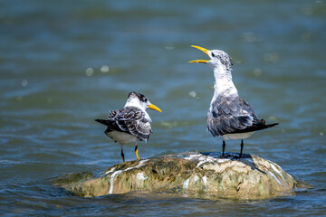 Swift Tern, Thalasseus bergii, Wadi Tiwi, Oman