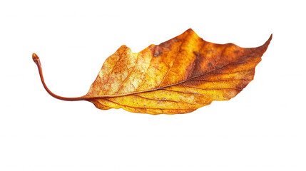 Close up of a single autumn leaf showing its veins and colors isolated on  on transparent background