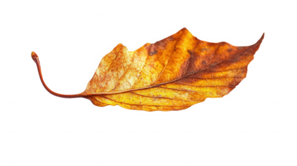 Close up of a single autumn leaf showing its veins and colors isolated on  on transparent background