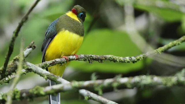  Sumatran trogon (Apalharpactes mackloti) is a species of bird in the family Trogonidae.