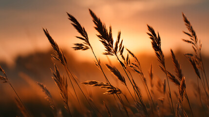 Wild Grass and Wheat Stalks Silhouetted Against Golden Sunset Sky with Warm Bokeh