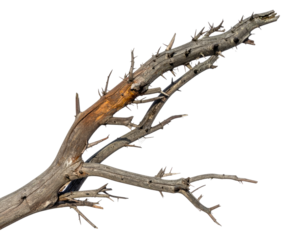 Close-up of decaying tree branch with several smaller, bare branches jutting out from its body